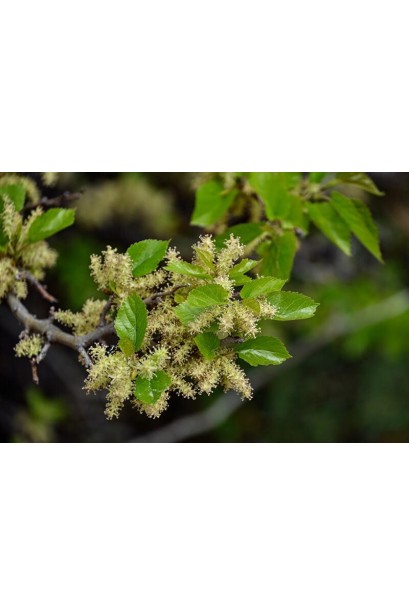 Шовковиця домашня Шеллі